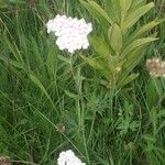 Achillea millefolium flower picture by de Lange Collin (cc-by-sa)