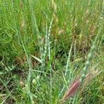 Aegilops ventricosa leaf picture by regis rollin (cc-by-sa)