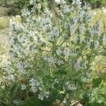 Salvia aethiopis habit picture by Sinan Avcı (cc-by-sa)