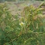 Mimosa quitensis flower picture by Subia John (cc-by-sa)