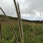 Setaria sphacelata flower picture by Augustin Soulard (cc-by-sa)