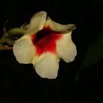 Mandevilla hirsuta flower picture by Nelson Zamora Villalobos (cc-by-nc)