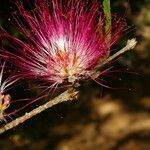 Calliandra bijuga flower picture by Nelson Zamora Villalobos (cc-by-nc)