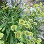 Bupleurum stellatum flower picture by Lennaert Steen (cc-by-sa)