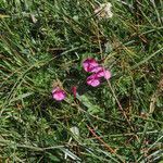 Pedicularis kerneri habit picture by Emanuele Santarelli (cc-by-sa)