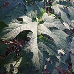 Montanoa hibiscifolia leaf picture by Jean-Christophe Lombardo (cc-by-sa)