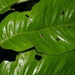 Annona danforthii leaf picture by Nelson Zamora Villalobos (cc-by-nc)