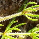 Spergula arvensis leaf picture by Emmanuel Cosson (cc-by-sa)