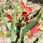 Heteropterys glabra fruit picture by Trap Hers (cc-by-sa)