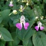 Impatiens balfourii flower picture by spone (cc-by-sa)