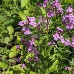 Hesperis matronalis habit picture by Sabina Hartmann (cc-by-sa)