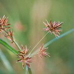 Cyperus longus fruit picture by Sans Attaches (cc-by-sa)