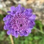 Scabiosa lucida flower picture by Giovanni Vannacci (cc-by-sa)