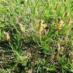 Plantago alpina flower picture by kezako (cc-by-sa)