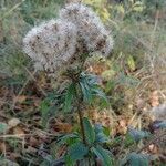 Eupatorium cannabinum fruit picture by Jurek (cc-by-sa)