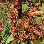 Rumex hydrolapathum fruit picture by Dieter Cuypers (cc-by-sa)