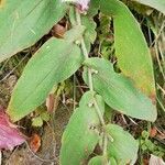 Tricyrtis hirta leaf picture by Isabelle Bellin (cc-by-sa)