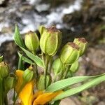 Alstroemeria aurea fruit picture by moreno quintana connie (cc-by-sa)