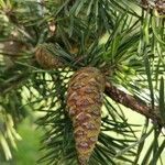 Pinus banksiana fruit picture by Dieter Albrecht (cc-by-sa)