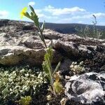 Biscutella cichoriifolia habit picture by Nicolas Bazin (cc-by-sa)