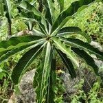 Adenium obesum leaf picture by susan brown (cc-by-sa)