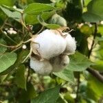 Gossypium herbaceum fruit picture by M. Hedayat (cc-by-sa)