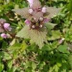 Lamium purpureum fruit picture by Valérie Muyard (cc-by-sa)