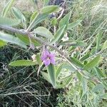 Lycium barbarum flower picture by Chlad Martin (cc-by-sa)