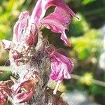 Pedicularis rostratospicata flower picture by Pietro Brignoli (cc-by-sa)