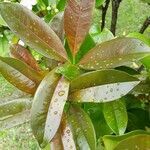 Eugenia brasiliensis leaf picture by boell maria (cc-by-sa)