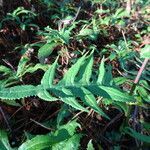 Senecio roseus leaf picture by Fabien Anthelme (cc-by-sa)