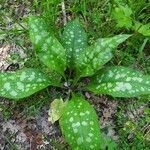 Pulmonaria saccharata habit picture by Fiordiponti Enrico (cc-by-sa)