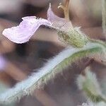 Teucrium scordium flower picture by Emmanuel Cosson (cc-by-sa)