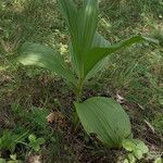 Veratrum nigrum leaf picture by Balázs Heizler (cc-by-sa)