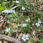 Linum tenuifolium habit picture by Clément Garcia (cc-by-sa)