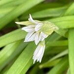 Allium triquetrum flower picture by David Hocken (cc-by-sa)