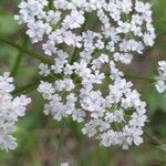 Chaerophyllum hirsutum flower picture by Albert Baumeister (cc-by-sa)