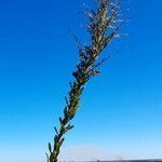 Solidago chilensis habit picture by Trap Hers (cc-by-sa)