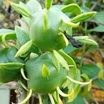 Pereskia aculeata fruit picture by Flor Alex (cc-by-sa)