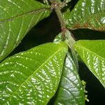 Psychotria neillii leaf picture by Nelson Zamora Villalobos (cc-by-nc)