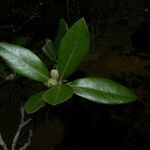 Quercus oleoides habit picture by Nelson Zamora Villalobos (cc-by-nc)