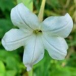 Nicotiana longiflora flower picture by Trap Hers (cc-by-sa)