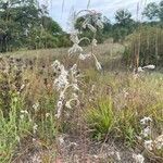 Froelichia floridana habit picture by Shuji Usui (cc-by-sa)