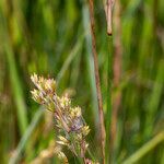 Juncus maritimus habit picture by Groupe Botanique de Bruxelles (cc-by-sa)