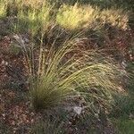 Stipa offneri habit picture by Daniel Barthelemy (cc-by-sa)