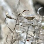 Draba hallii fruit picture by Fabien Anthelme (cc-by-sa)