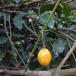 Garcinia gardneriana fruit picture by Thiago Flores Flores (cc-by-sa)