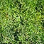 Cirsium rivulare habit picture by Rudolf Eberli (cc-by-sa)