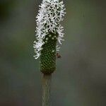 Xanthorrhoea johnsonii flower picture by Kerri-ann Currie (cc-by-sa)