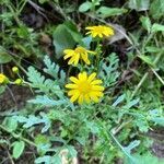 Senecio squalidus leaf picture by Manuel Moreira (cc-by-sa)